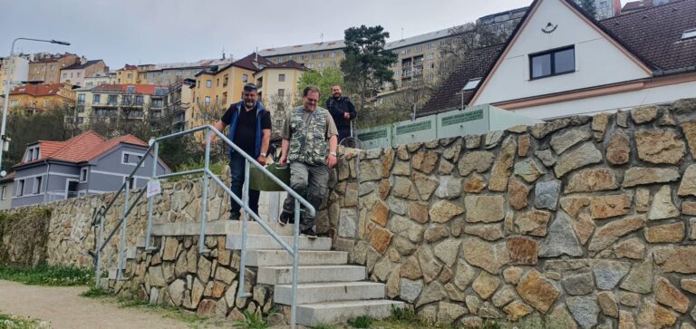 Vysazení kapra obecného do Lužnice