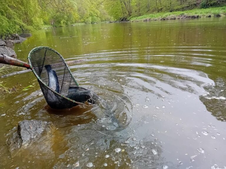 Vysazení bílé ryby a sumce do Lužnice