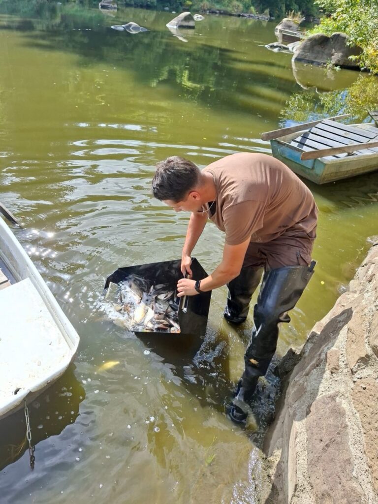 Vysazení bílé ryby na Lužnici