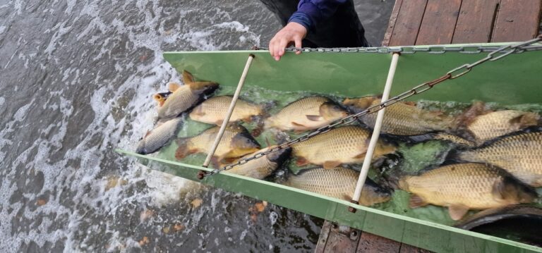 Vysazení kapra do Jordánu a Lužnice