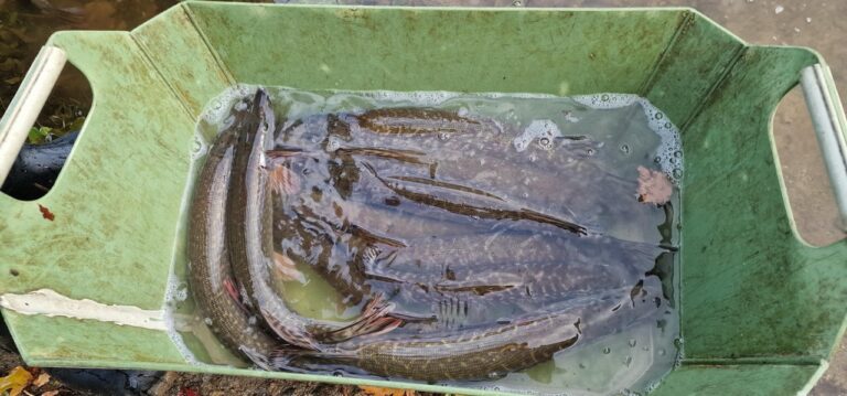 Vysazení štiky do Jordánu a Lužnice