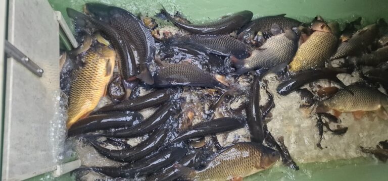 Vysazení do Lužnice