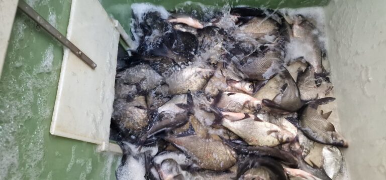 Vysazení cejna do Lužnice