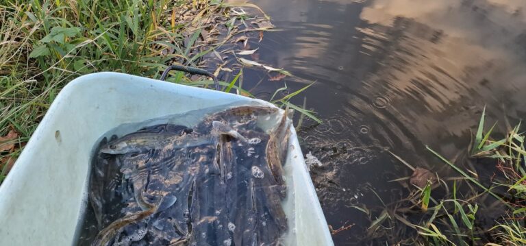 Vysazení candáta do Lužnice