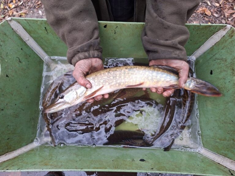 Vysazení štiky do Lužnice