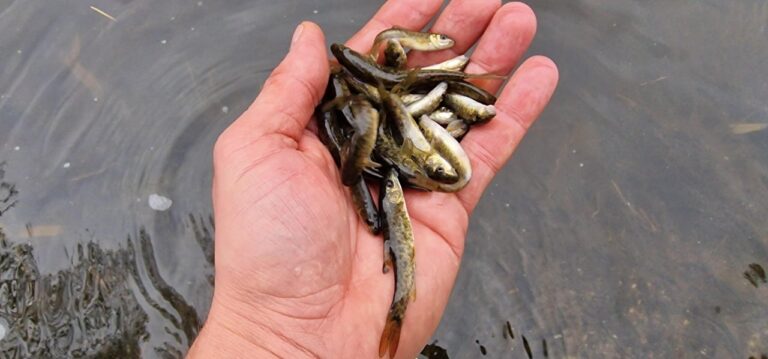 Vysazení parmy do Lužnice