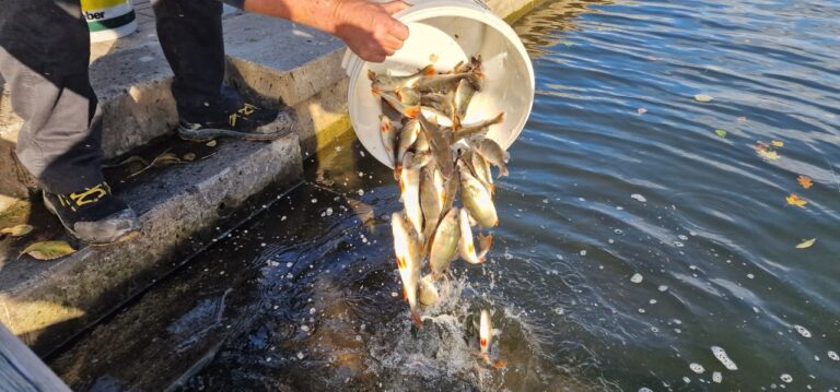 Vysazení okouna do Jordánu