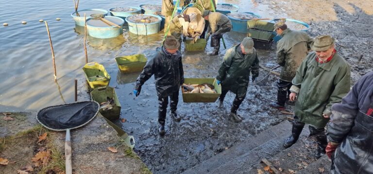 Vysazení kapra do Lužnice