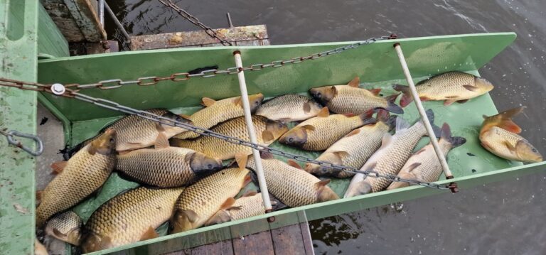 Výlov rybníku Čtverák a vysazení kapra do Lužnice