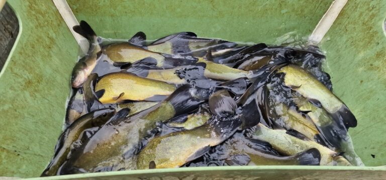 Vysazení Lína do Jordánu