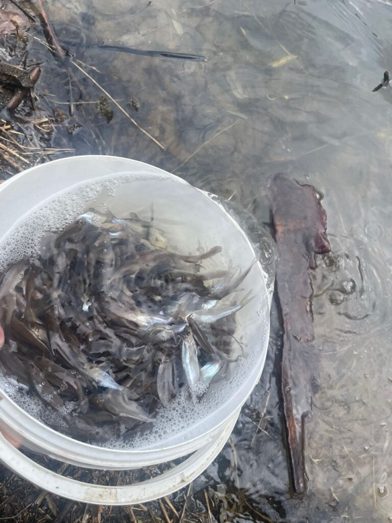 Vysazení podoustve do Lužnice