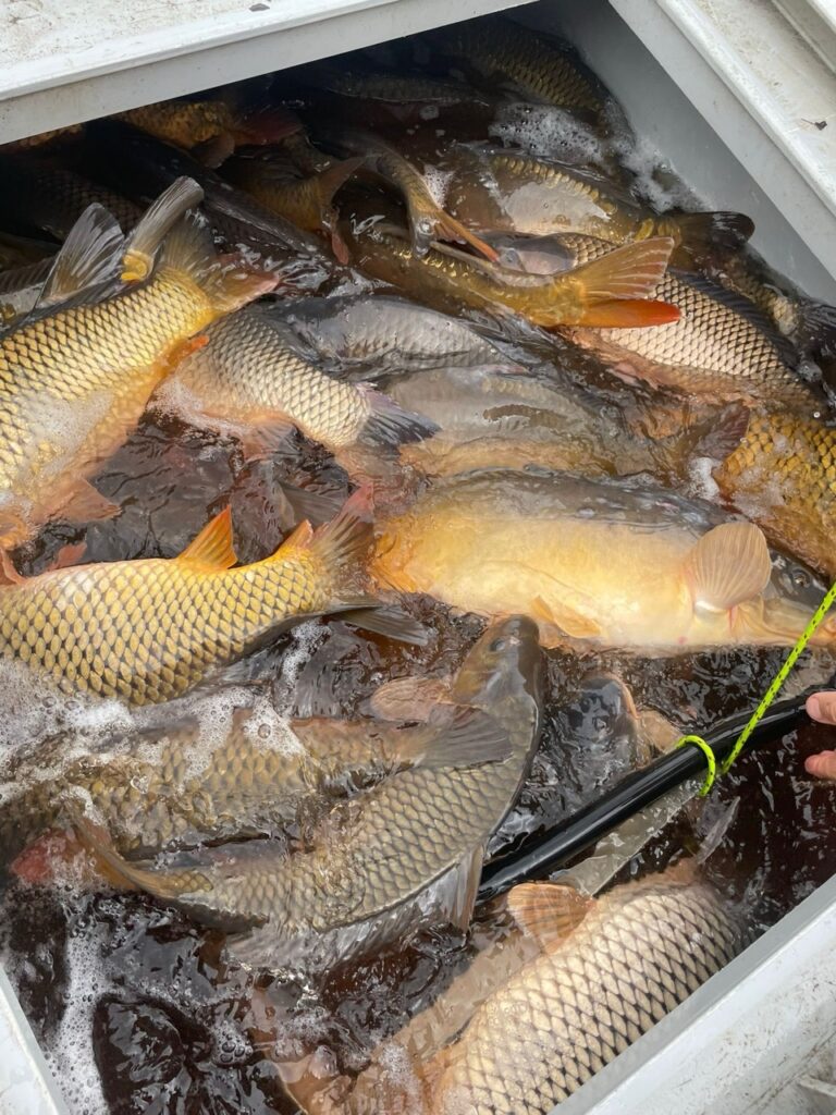 Vysazení kapra do Lužnice