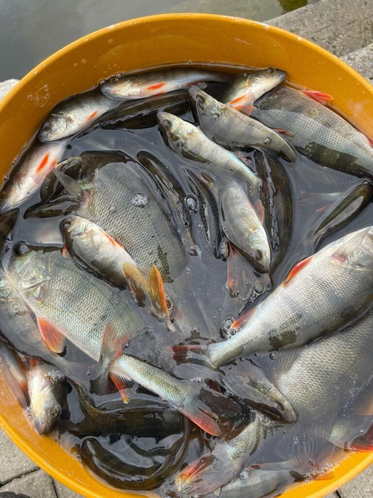 Vysazení okouna do Jordánu