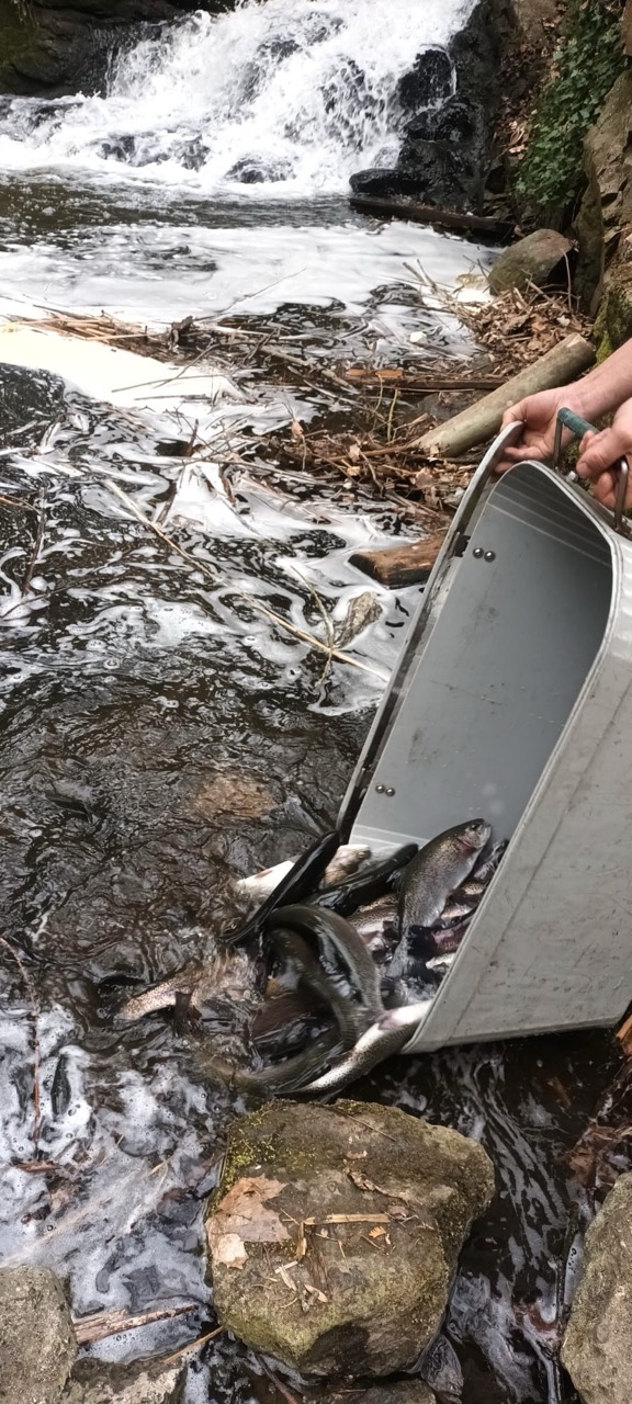 Vysazení pstruha do revírů