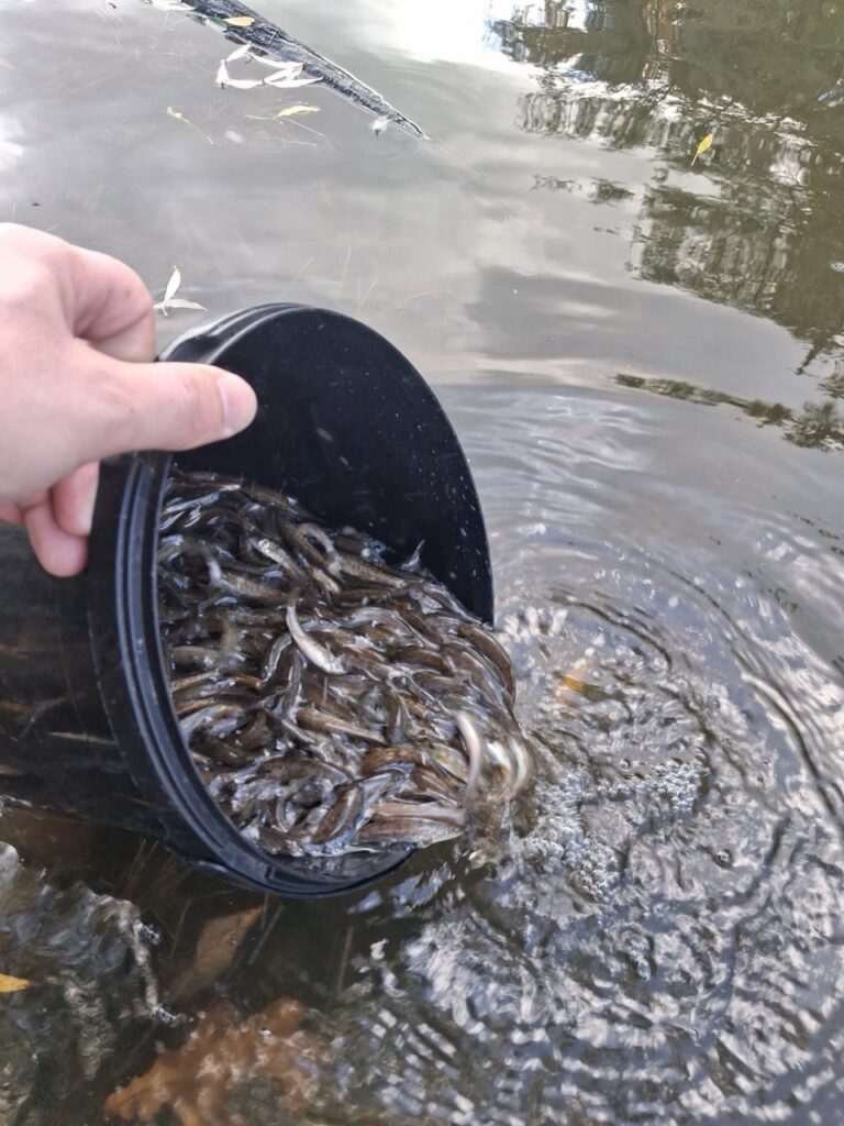 Vysazení parmy do Lužnice