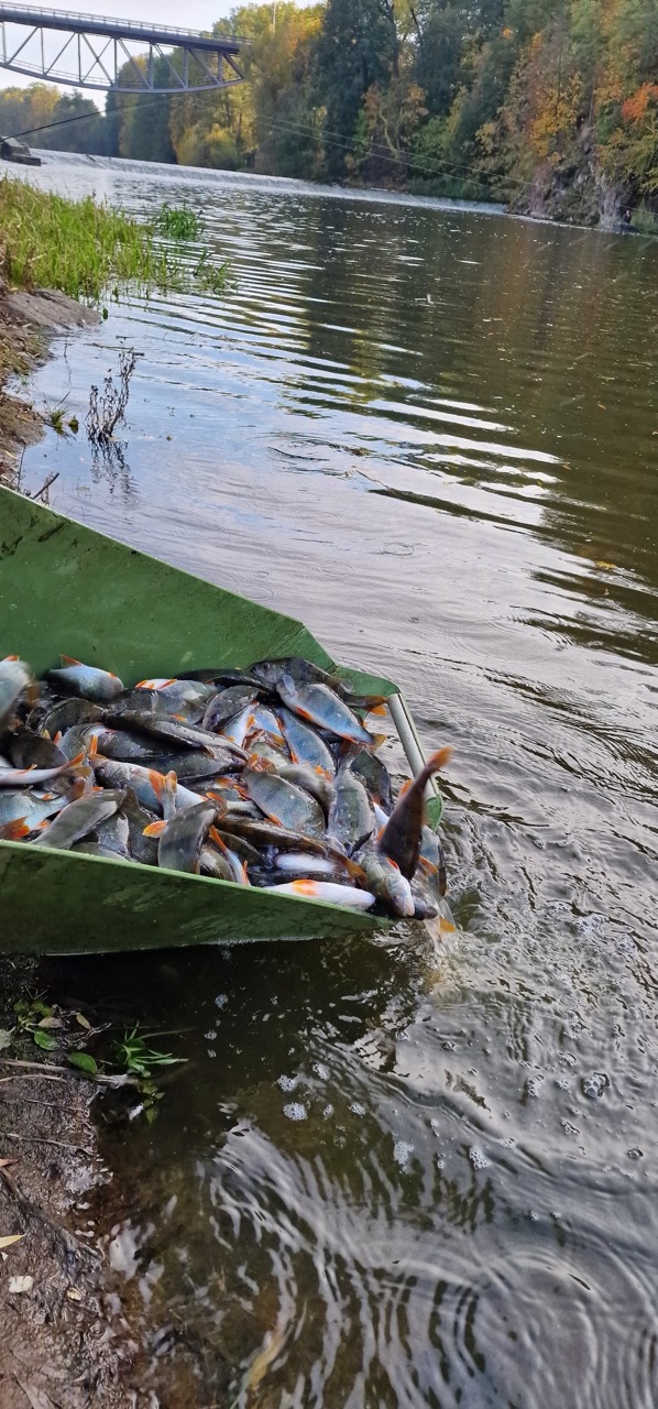 Vysazení okouna do Lužnice